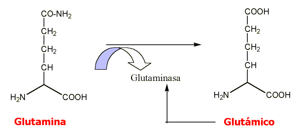 Autorregulación glutámico