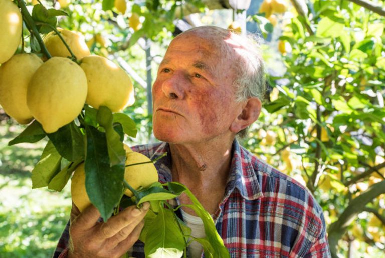 THE FLYING LEMON FARMERS